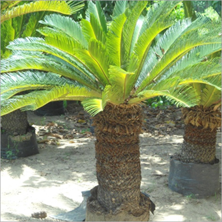 Cycas Plant