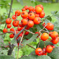 Berries Tree