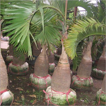 Bottle Palm