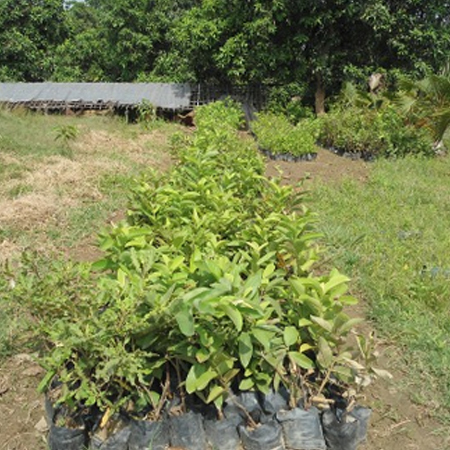 Guava Tree