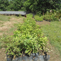 Guava Tree