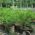 Lemon Plant