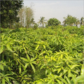 Mango Tree