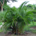 Phoenix Palm Plant