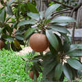 Chikoo Plant
