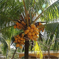 Coconut Tree