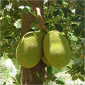 Jackfruit Tree