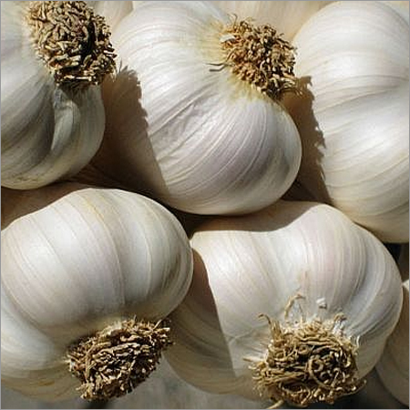 Fresh Garlic