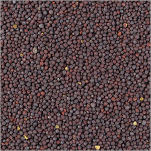Black Mustard Seed