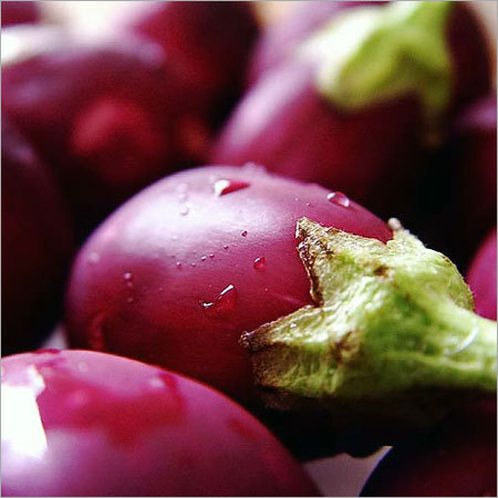 Fresh Brinjal