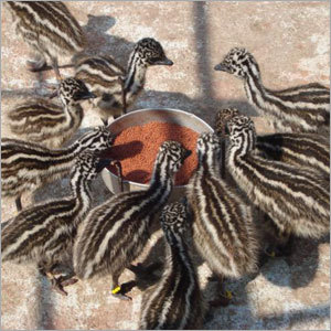 EMU Chicks