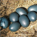 Emu Eggs