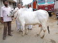 Tharparkar Cow - Color: Brown