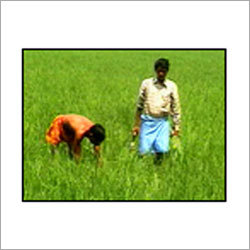 Organic White Basmati Rice