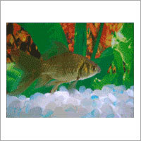 Fish Aquarium