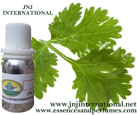 CORIANDER OIL