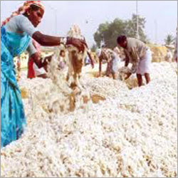 Raw Cotton