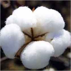 Natural Raw Cotton