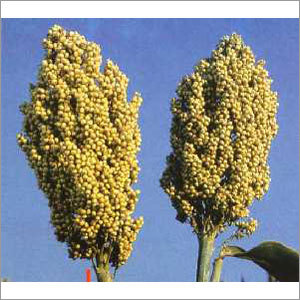 Jowar
