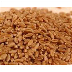 Jowar Sorghum