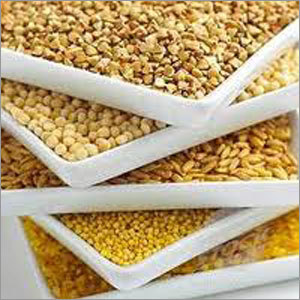 Sorghum Seed