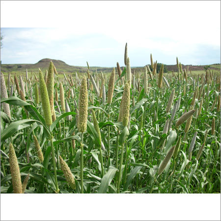 Hybrid Pearl Millet Seed