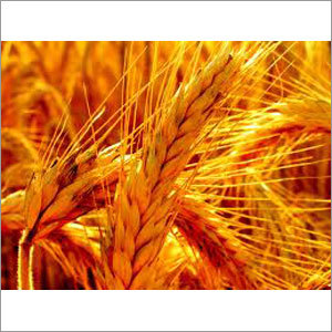 Wheat