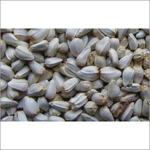 Hybrid Pearl Millet