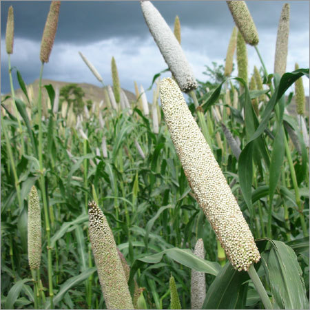 Bajra