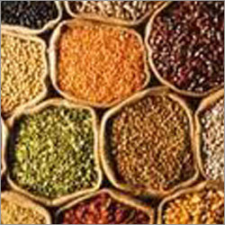 Maize Seeds
