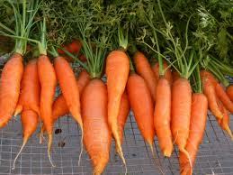 Fresh Carrots