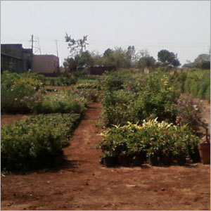 Plant Nursery