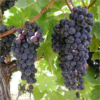 Grapes