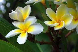 Pure Frangipani Oil