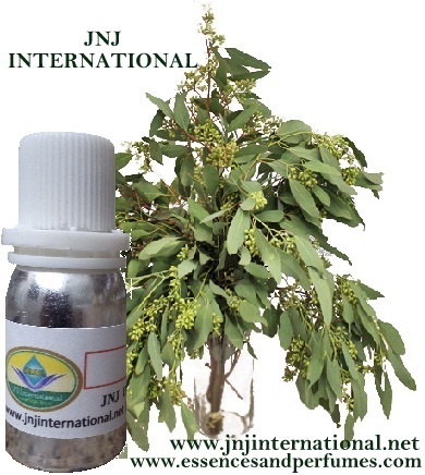 EUCALYPTUS ESSENTIAL OIL