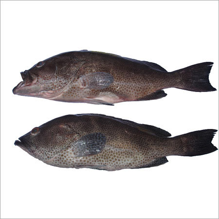 Grouper Fish