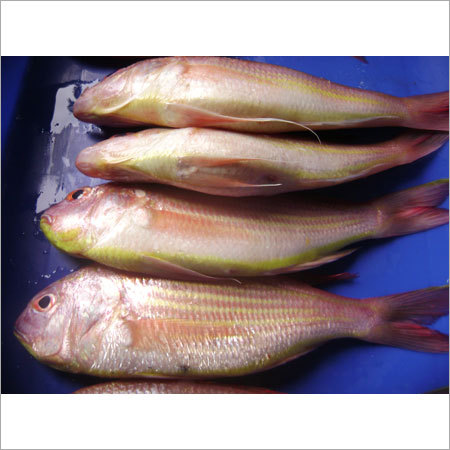 Japanese Threadfin Bream