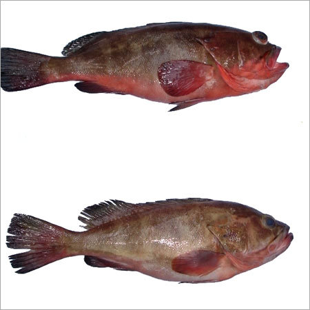 Reef Cod Fish