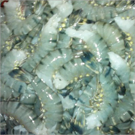 Black Tiger Shrimps HLSO