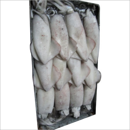 Squid