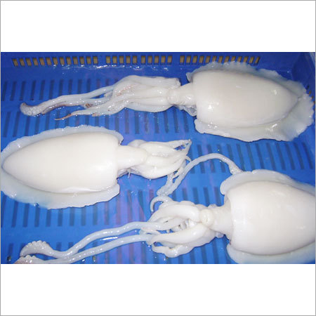 Cuttlefish