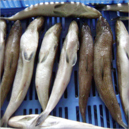 Lizard Fish Whole Round