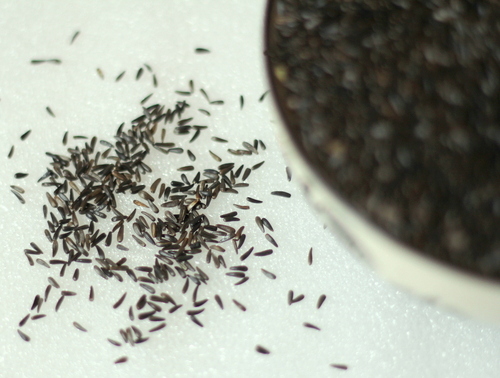 KARALE KHURSANI SEEDS