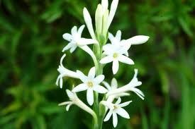Pure Tuberose Oil