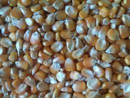 Feed Grade Maize