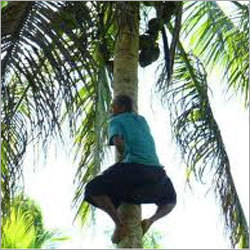 Coconut