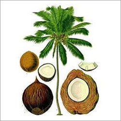 Fresh Organic Coconuts