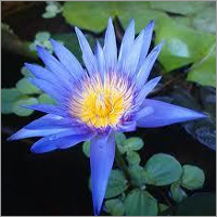 Pure Blue Lotus Oil