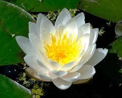 Pure White Lotus Absolute Oil