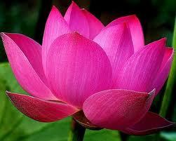 Pure Pink Lotus Absolute Oil